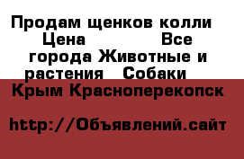 Продам щенков колли › Цена ­ 15 000 - Все города Животные и растения » Собаки   . Крым,Красноперекопск